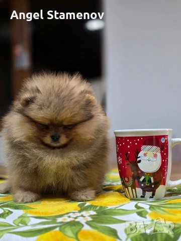 Померанче,шоко тан момиченце!, снимка 2 - Померан - 53685781