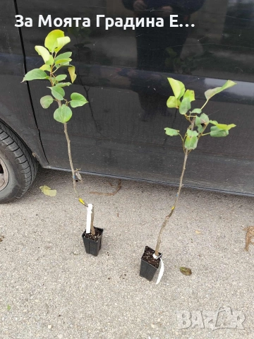 Азиатска круша - Наши, снимка 6 - Градински цветя и растения - 53618692