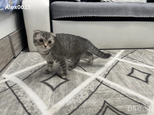 Мъжко британче , снимка 3 - Британска късокосместа - 54196439