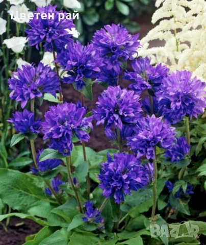 Три вида кампанула камбанка, гломерата и пирамидалис 