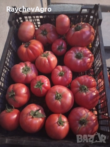 Семена, селски домати и др!, снимка 3 - Сортови семена и луковици - 53701787