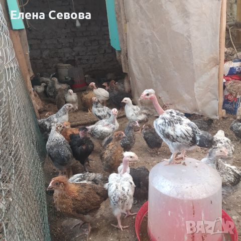 Продавам пилета на различна възраст, ваксинирани, дадено всичко необходимо , снимка 3 - Кокошки и пуйки - 45494079