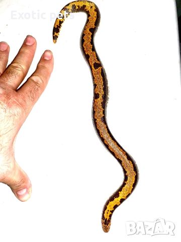 Eryx colubrinus loveridgei, снимка 4 - Змии - 45893534