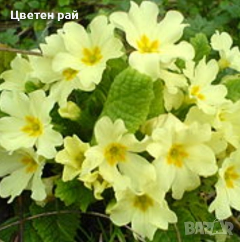 Домашна иглика с грудка , снимка 7 - Градински цветя и растения - 51949012