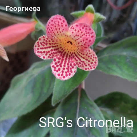 разменям ризоми от колерия, снимка 15 - Стайни растения - 52913679