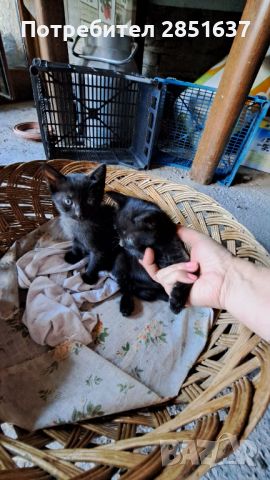 Малки черни котенца, снимка 2 - Други - 46205673