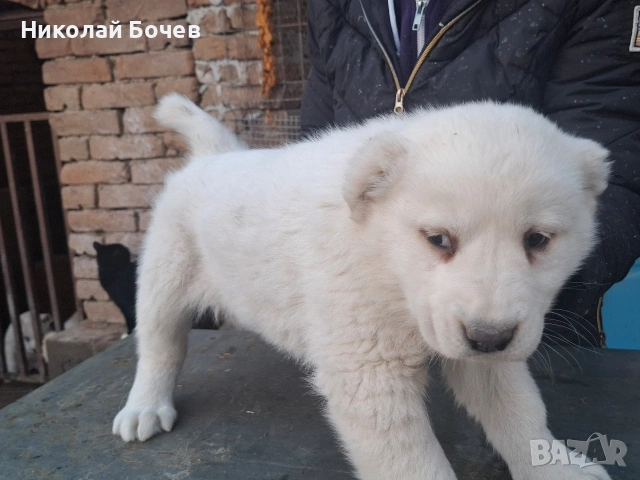 АЛАБАЙ, снимка 14 - Алабай - 53395565