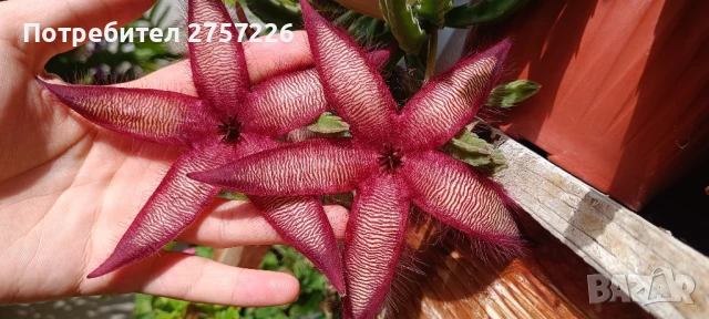 Stapelia hirsuta, снимка 1