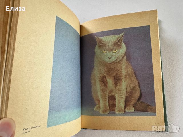 Советы любителям кошек, снимка 11 - Енциклопедии, справочници - 45608144