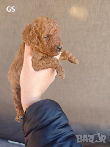 Пудел Той apricot 