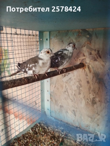 Продавам двойка млади диамантени гугутки 0879166611, снимка 4 - Други животни - 52742126