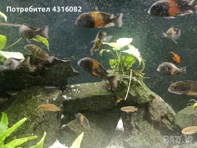 Цихлиди Tropheus Black Bemba, снимка 6 - Рибки - 48418901