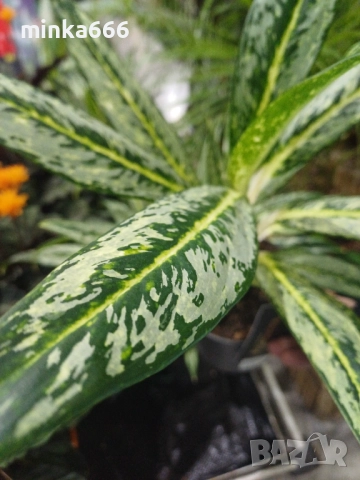   Аглоанема, снимка 4 - Стайни растения - 52859217