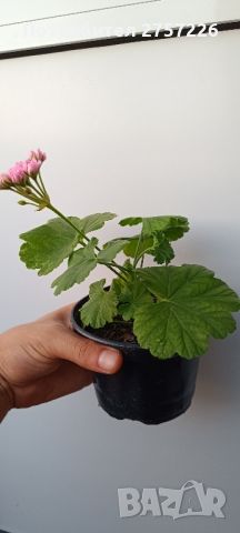 Australian Pink Rosebud , снимка 5 - Стайни растения - 46400810