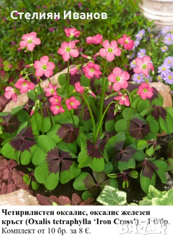 Четирилистен оксалис, оксалис железен кръст (Oxalis tetraphylla ‘Iron Cross’) - луковички