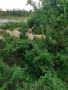 Провават се Овце, Кочове и  Чепишки  за Курбан Байрам, снимка 8