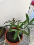 зокуми(олеандър), снимка 7
