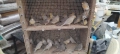 Продавам канари , снимка 2