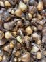 Нарциси- луковици, снимка 1 - Сортови семена и луковици - 45911441