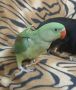 Продавам папагал Голям Александър , снимка 2