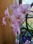 Продавам коллекция орхидеи!!!, снимка 6