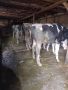 селскостопански животни , снимка 1 - Крави - 45423083