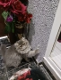 Продавам персийско женско коте, снимка 4