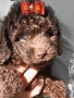 Пудел мини шоколад, снимка 1
