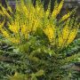 Махония (Зимно слънце) Mahonia media 'winter sun', снимка 5