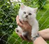Шотландски котета, правоухи, клепоухи, сребърна чинчила, колорпойнт , снимка 1 - Чинчили - 45617454