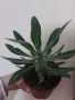 Продавам мадагаскарска палма (pachypodium horombense), снимка 1