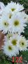 Хризантеми разсад 3,50 лв брой цвят на късмет от показаните , снимка 8