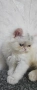 Персийско котенце, снимка 4