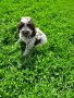 Lagotto Romagnolo, снимка 5