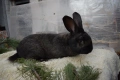 Зайци за разплод, снимка 15