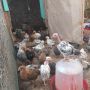 Продавам пилета на различна възраст, ваксинирани, дадено всичко необходимо , снимка 3