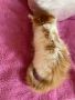 Турска ангора, чистокръвна ангорка, пухкаво двуцветно коте, женско котенце, ангорче, снимка 4