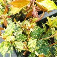 Османтус, студоустойчив, снимка 5 - Градински цветя и растения - 38037364