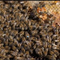 Продавам пчелни отводки, снимка 1 - За пчели - 45565605