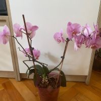Орхидея Фаленопсис, снимка 2 - Стайни растения - 45283867