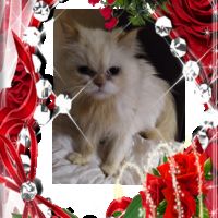 Персийски дългокосместа хималайски колорпойнт сини очи женско и мъжко малки котета разкошни любимци!, снимка 11 - Персийска - 43549487