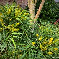 Махония (Mahonia soft caress), снимка 6 - Градински цветя и растения - 45210311