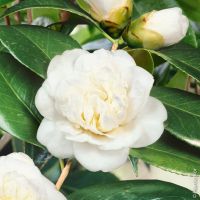 Камелия Нобилисима, Camellia japonica 'Nobilissima', снимка 2 - Градински цветя и растения - 45439717