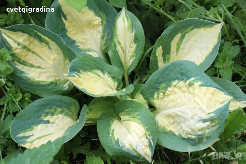 Hosta Popcorn (Хоста Пуканки), снимка 1