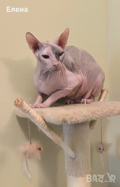 Донски Сфинкс женска Котка , снимка 1