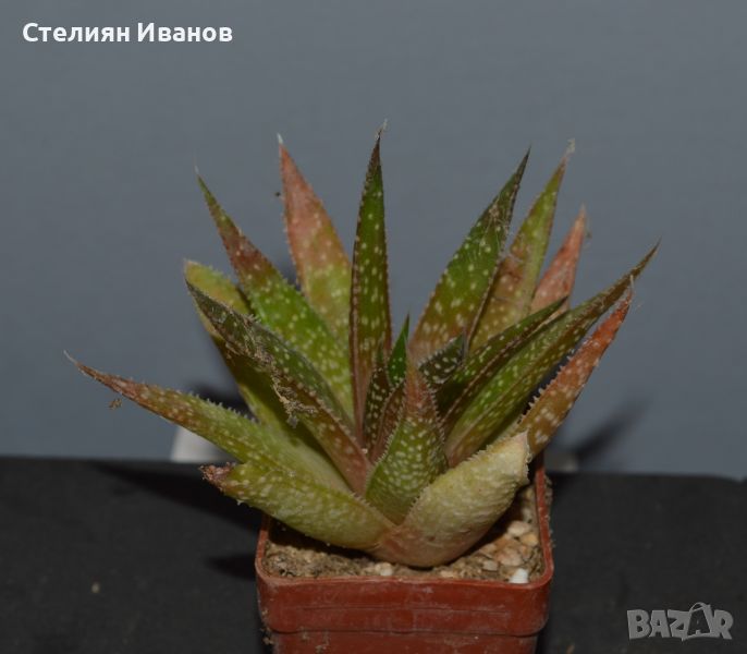 Гастералое (×Gasteraloe bedinghausii), снимка 1