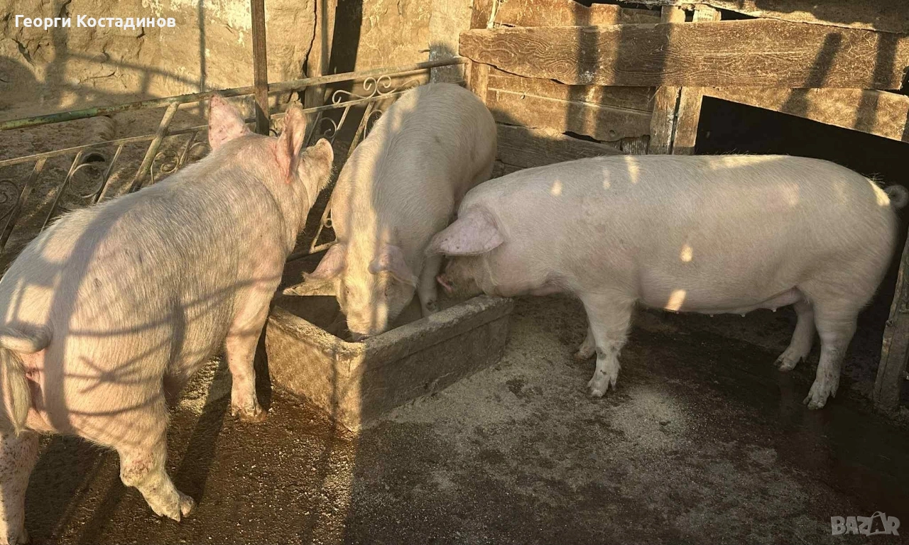 Продавам домашни прасета, снимка 1
