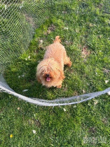 Той Пудел , снимка 1