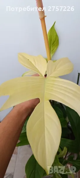 Philodendron Florida Ghost , снимка 1