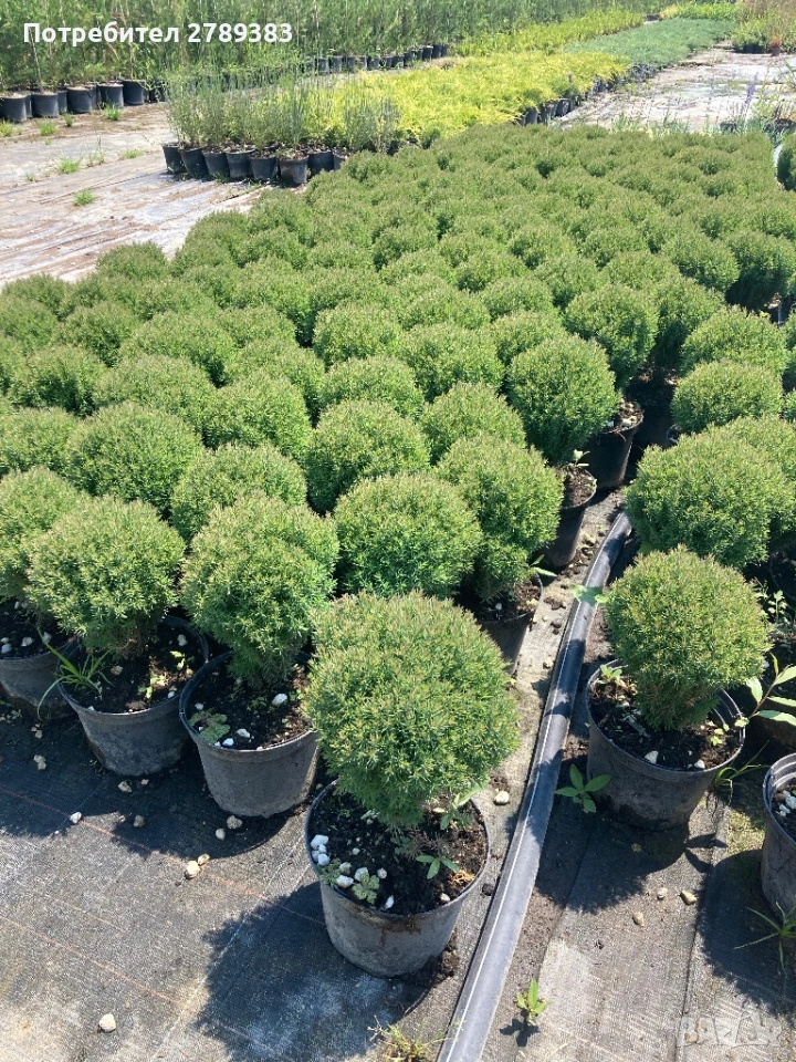 Туя Теди , снимка 1